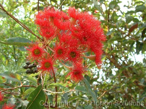 Gum Red Flowering 